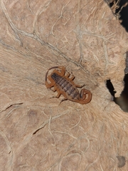 Tityus serrulatus