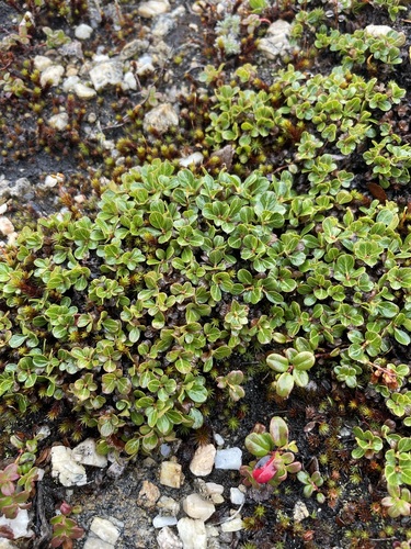 Image of Salix phlebophylla by (c) Brandon Corder, some rights reserved (CC BY)