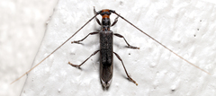 Styloxus bicolor
