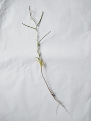 Matthiola longipetala