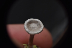 Entoloma undatum
