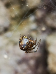 Tidarren sisyphoides