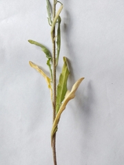 Matthiola longipetala