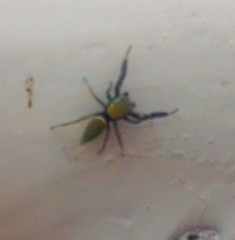 Sassacus barbipes