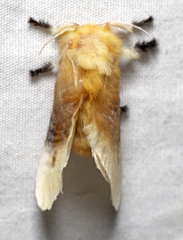 Megalopyge bissesa