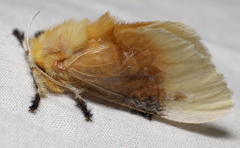 Megalopyge bissesa