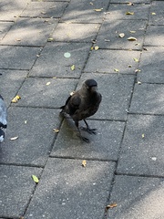 Corvus monedula