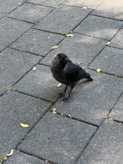 Corvus monedula