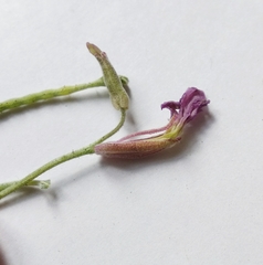 Matthiola longipetala