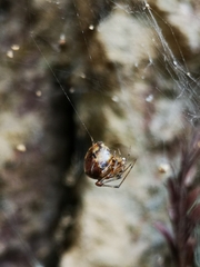 Tidarren sisyphoides