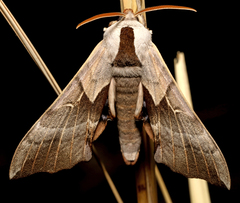 Smerinthus saliceti