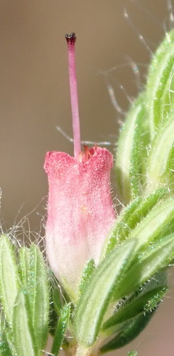 Image of Erica longimontana by (c) Nicola van Berkel, some rights reserved (CC BY-SA)