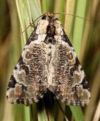 Stibaera thyatiroides