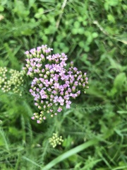Achillea asiatica