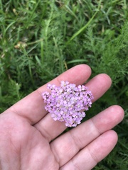 Achillea asiatica