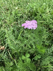 Achillea asiatica