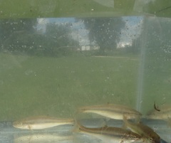 Semotilus atromaculatus