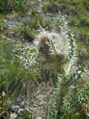 Cirsium eatonii
