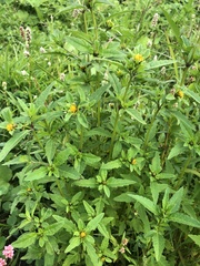 Bidens tripartita