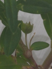 Magnoliopsida