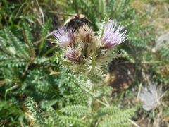 Cirsium eatonii