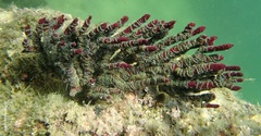 Ophiothela mirabilis