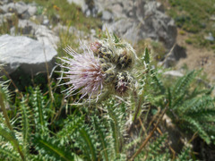 Cirsium eatonii