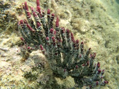 Ophiothela