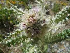 Cirsium eatonii