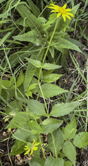 Arnica lanceolata prima
