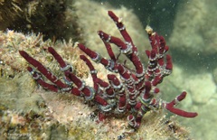 Ophiothela mirabilis