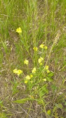 Erysimum inconspicuum