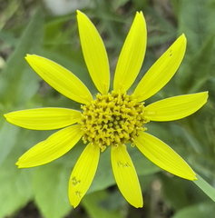 Arnica lanceolata prima
