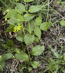 Arnica lanceolata prima