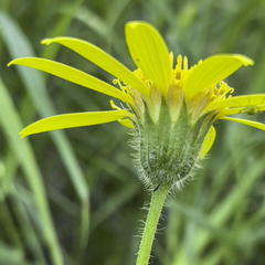 Arnica lanceolata prima