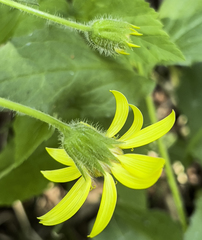 Arnica lanceolata prima