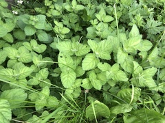 Mentha arvensis