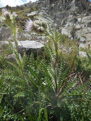Cirsium eatonii