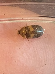 Attagenus fasciatus