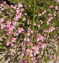 Erica melanthera