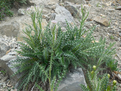 Cirsium eatonii