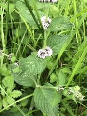 Mentha arvensis