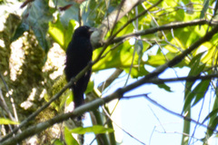 Tachyphonus coronatus