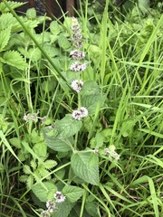 Mentha arvensis