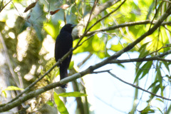 Tachyphonus coronatus