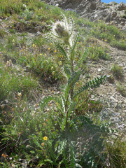 Cirsium eatonii