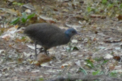 Crypturellus obsoletus