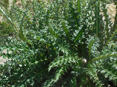 Cirsium eatonii