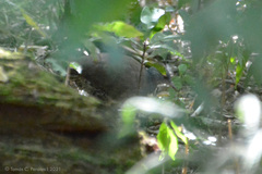 Crypturellus obsoletus