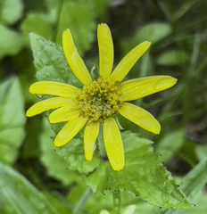 Arnica lanceolata prima